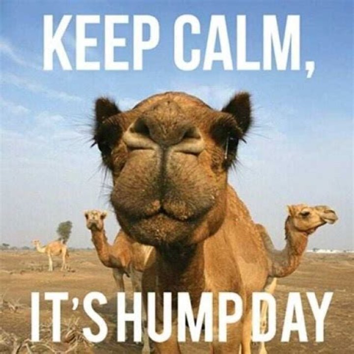 50+ ridiculous hump day meme ideas to send to your coworkers