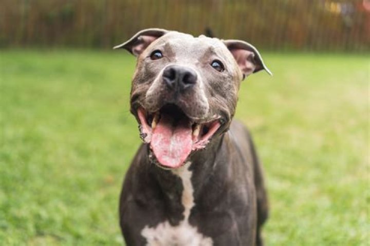 “Cute Pit Bull”: Dog Defends Kid Against Her Dad’s “Punishment”, Barks to Chase Him Back in Video