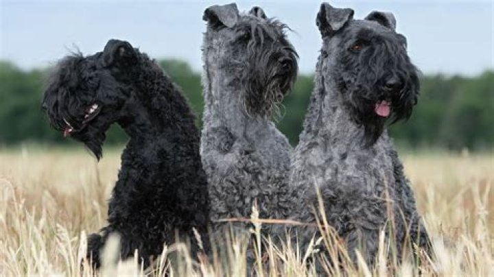 Kerry Blue Terrier Price, Without Beard, Ungroomed, Short Hair, and Size